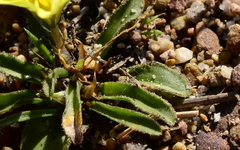 Moraea galaxia