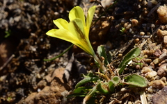 Moraea galaxia