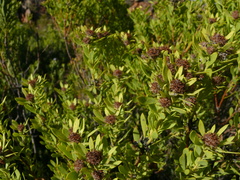 Leucadendron glaberrimum glaberrimum