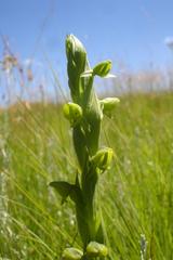 Habenaria laevigata