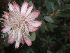 Protea punctata