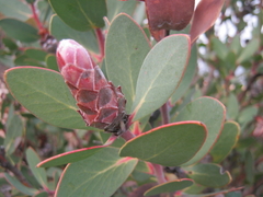 Protea punctata