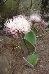 Haemanthus humilis hirsutus