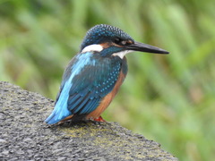 Alcedo atthis