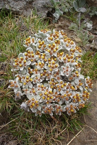 Helichrysum lineatum image