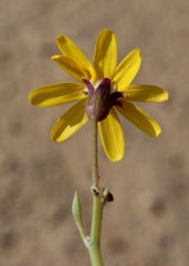 Othonninae