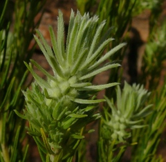 Phylica ambigua