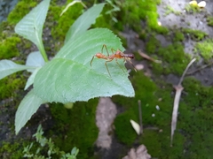 Myrmaplata plataleoides