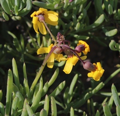 Othonninae