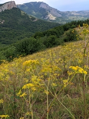 Peucedanum tauricum