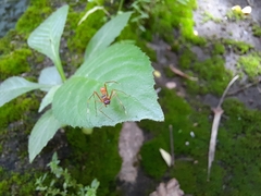 Myrmaplata plataleoides