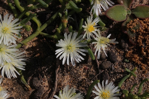 Mesembryanthemum rapaceum