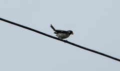 Sporophila albogularis