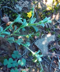 Hermannia cuneifolia