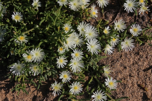 Mesembryanthemum rapaceum