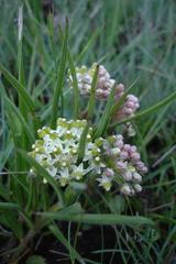 Xysmalobium involucratum