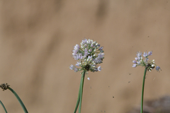 Allium angulosum