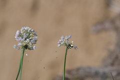 Allium angulosum