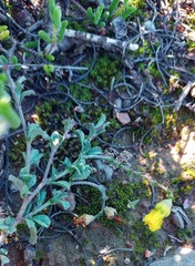 Hermannia cuneifolia