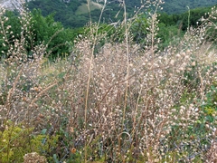 Camelina rumelica