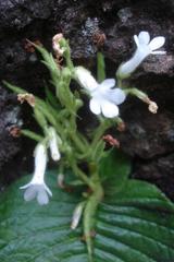 Streptocarpus pusillus