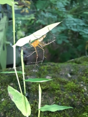 Oxyopes