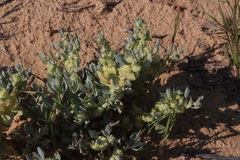 Atriplex lindleyi inflata