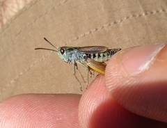 Stenobothrus ursulae
