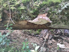 Amylocystis lapponica