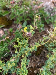 Medicago cretacea