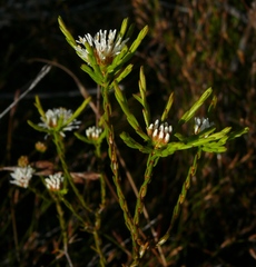 Agathosma aemula