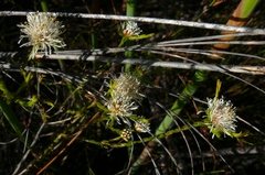 Agathosma aemula