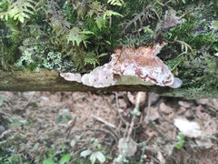 Amylocystis lapponica