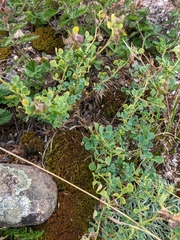 Medicago cretacea
