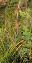 Elymus gmelinii