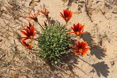 Gazania leiopoda