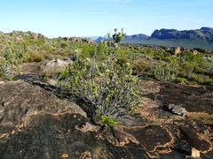 Protea glabra