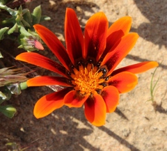 Gazania leiopoda