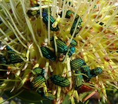 Protea glabra