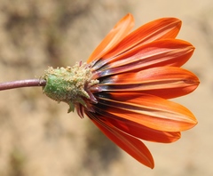 Gazania leiopoda