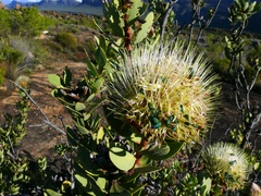 Protea glabra