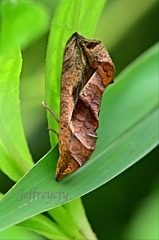Oraesia emarginata