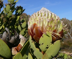 Protea glabra