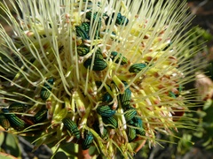 Melyris interstitialis