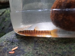 Schistura notostigma