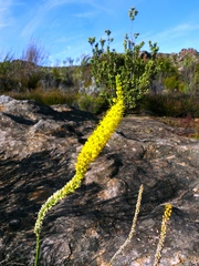 Bulbinella punctulata