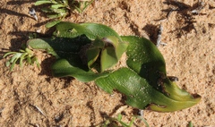 Colchicum capense ciliolatum