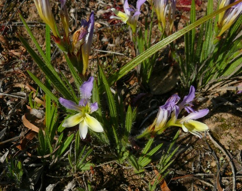 Babiana auriculata