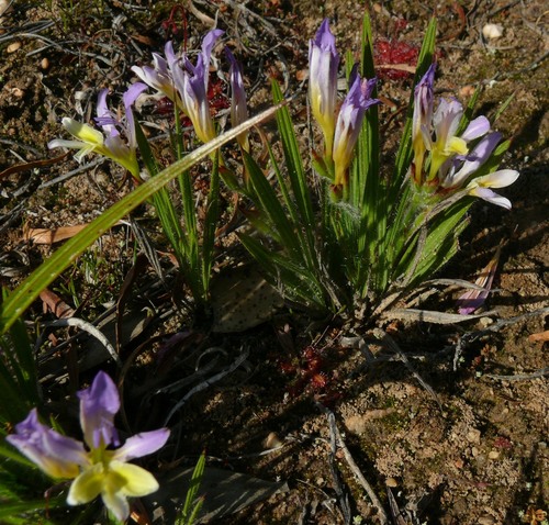 Babiana auriculata