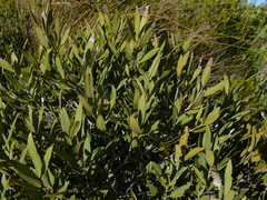 Olea europaea cuspidata